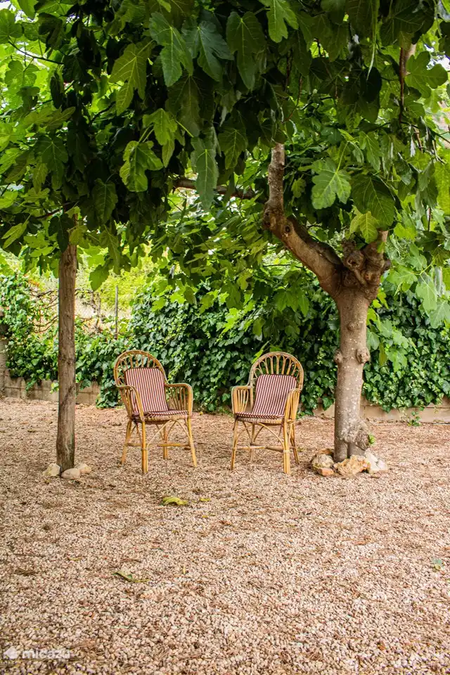 Schöner schattiger Platz unter den Feigenbäumen