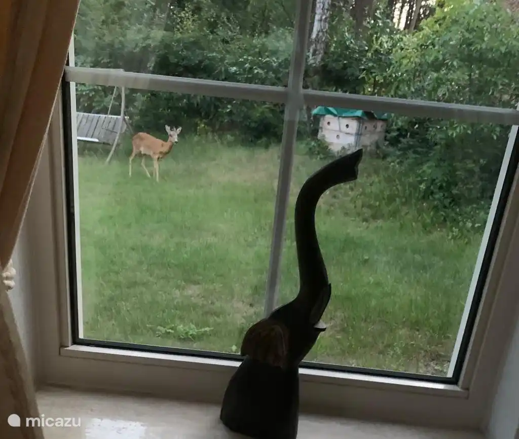 Abends haben wir vor dem Fenster geschaut und dann ist ein Reh im Garten gelaufen, die Eichhörnchen kommen auch in den Garten, wenn man Erdnüsse hinlegt, ist es ein schöner Anblick