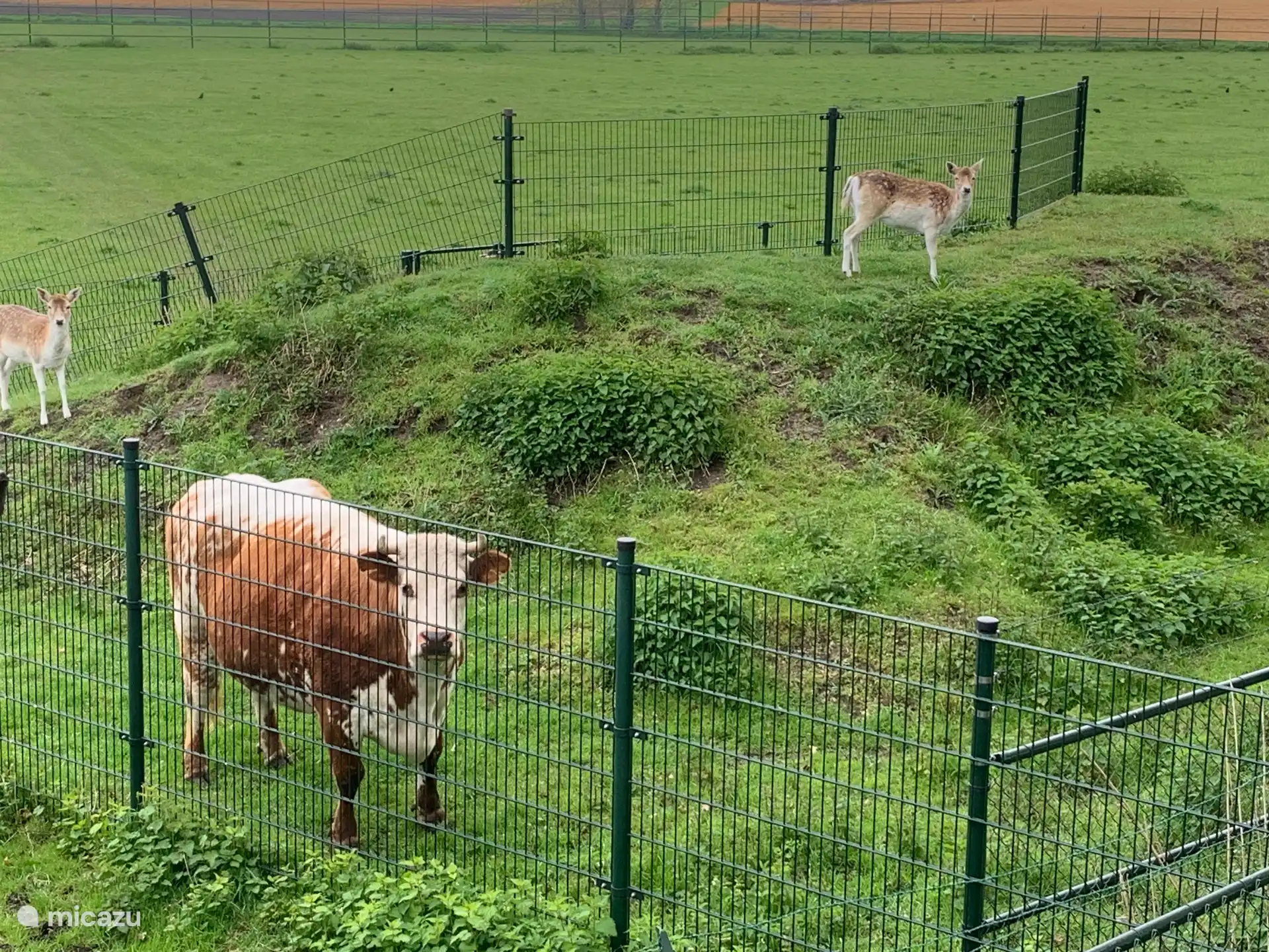 Nachbarin Nellie (die Kuh) schaut mit dem Reh auf den Balkon des Baumstudios 