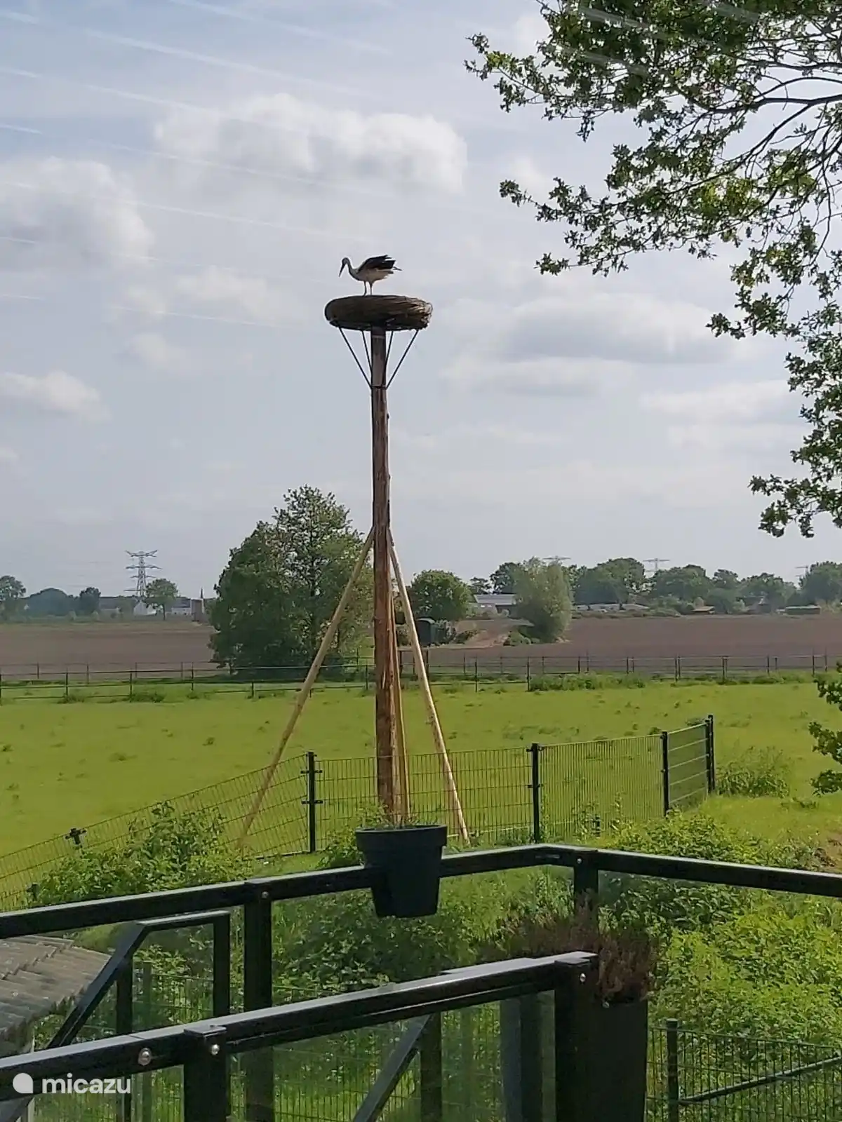 Das Storchennest direkt vor Ihrem Balkon