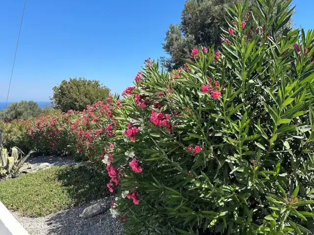 Villa Tichi | Grèce, Crète, Kyrianna - villa Le jardin.
