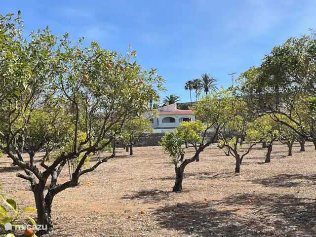 Finca Los Bastienos | Espagne, Costa Blanca, Dénia - villa La maison de vacances photographiée depuis le verger, et où, le moment venu, il est merveilleux de cueillir des oranges !