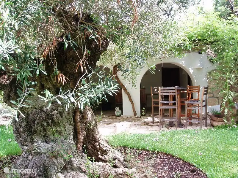 800 jaar oude olijfboom