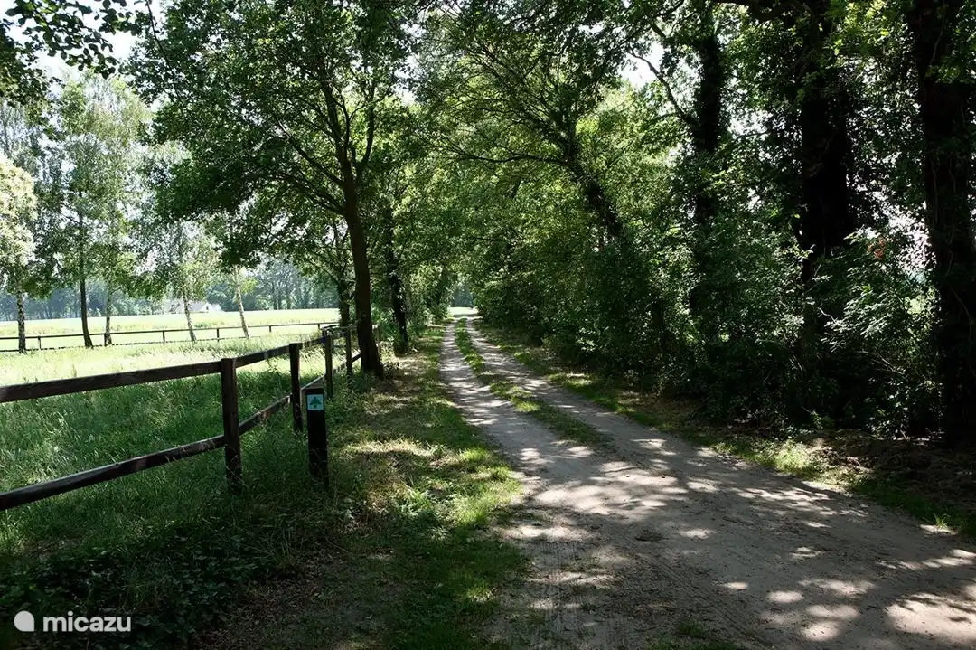 Le chemin de terre sur lequel se trouve la maison