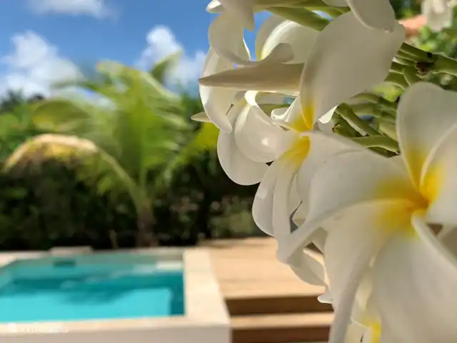 Location de Vacances Curaçao, Banda Ariba (est), Jan Thiel, villa - Villa de vacances Curaçao, Jan Thiel piscine