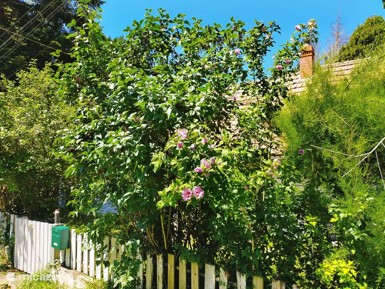 Der Garten rund um das Haus ist mit hohen Sträuchern bewachsen und bietet die nötige Privatsphäre.