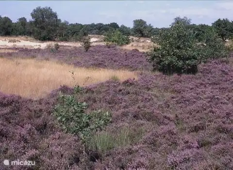 angrenzendes Naturschutzgebiet Kampina