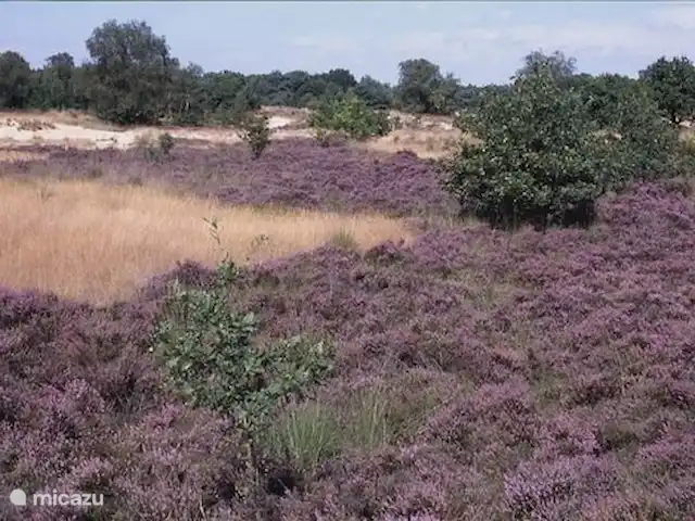 Maison de la nature Oisterwijk | Pays-Bas, Brabant-Septentrional, Oisterwijk - chalet réserve naturelle adjacente Kampina