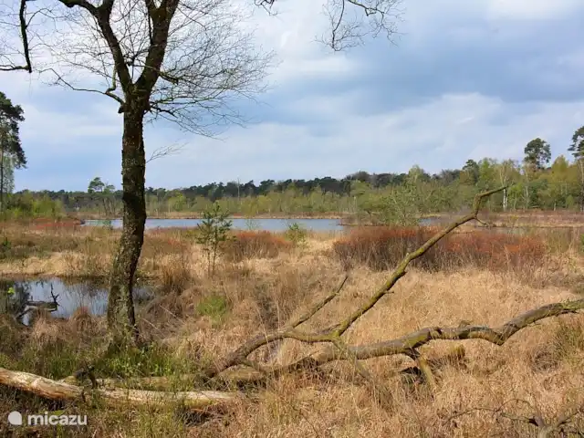 Maison de la nature Oisterwijk | Pays-Bas, Brabant-Septentrional, Oisterwijk - chalet bois et marais d'oisterwijk