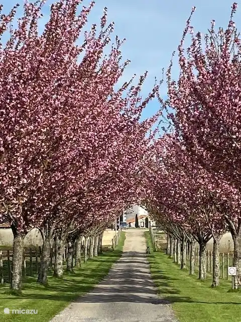 The area is also very beautiful and suitable for walks