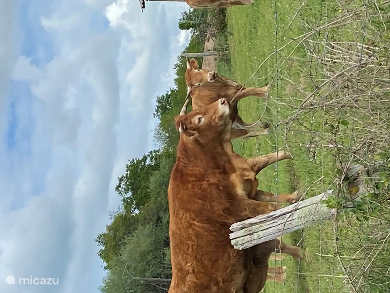 The famous limousin cows. They can be found in abundance in the area. Nice during walks or a nice car ride
