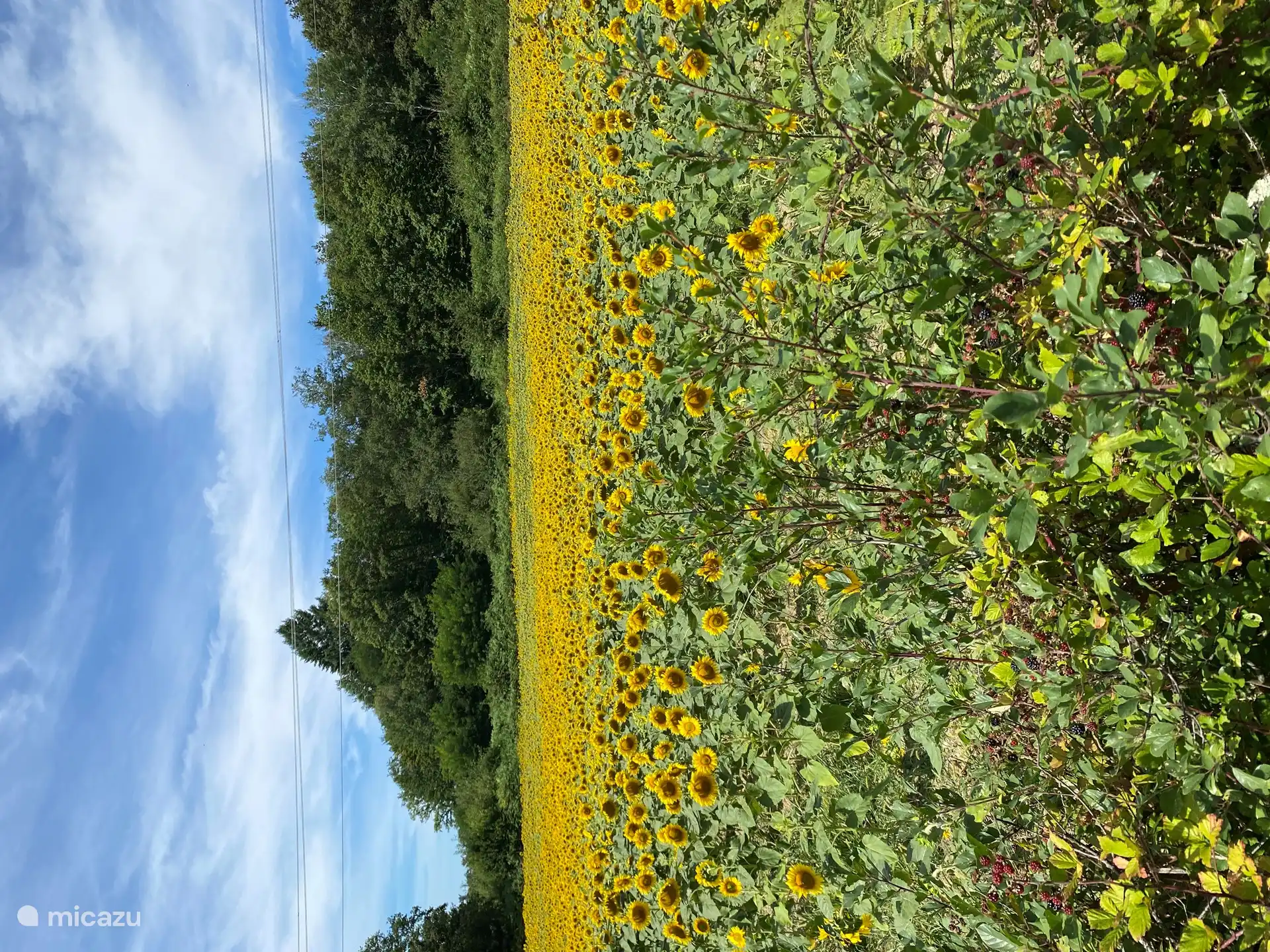 In the vicinity of Village le Chat there are many sunflower fields, beautiful to see and it immediately makes you happy