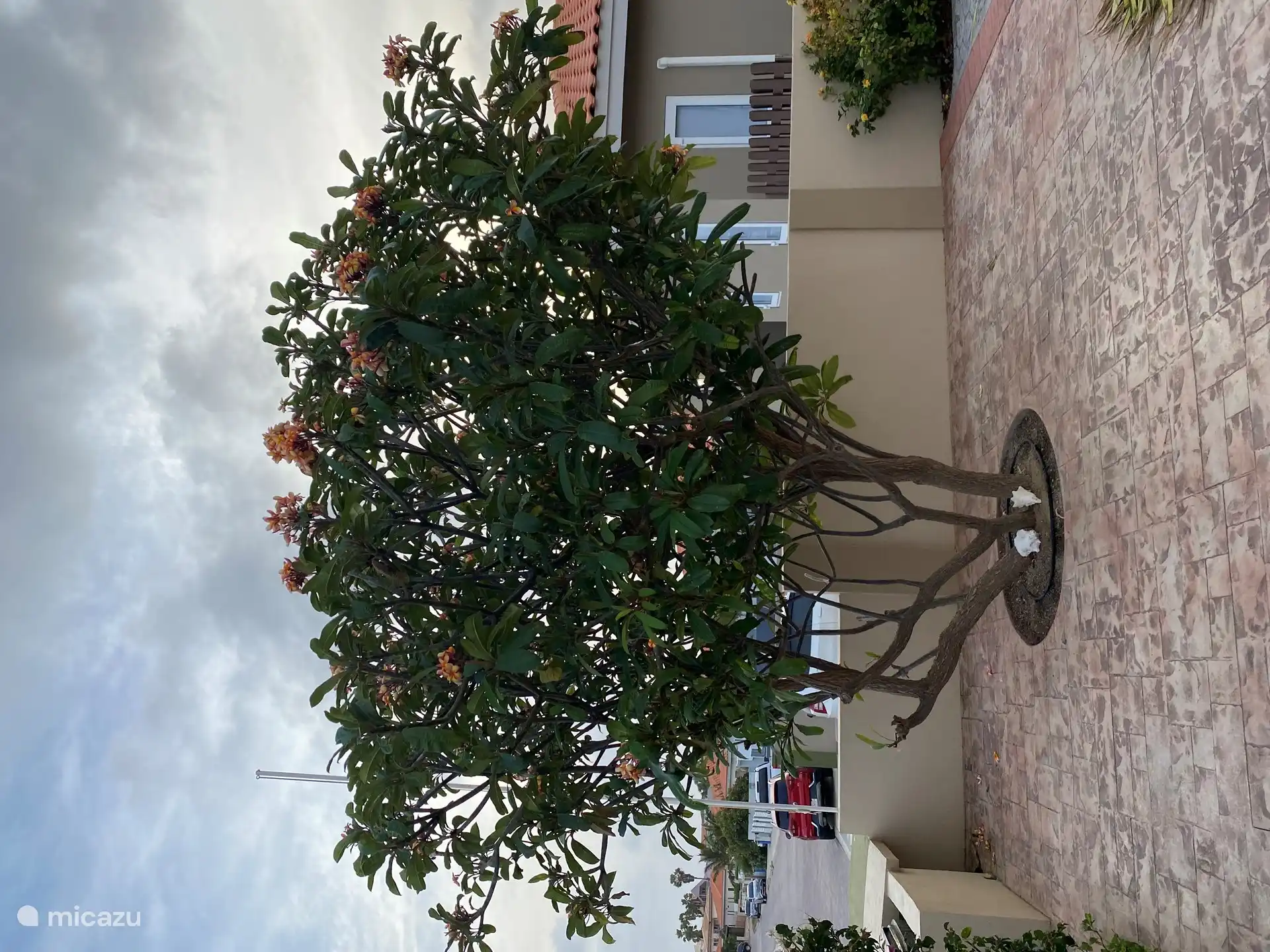 Arbre à l’avant de la maison.