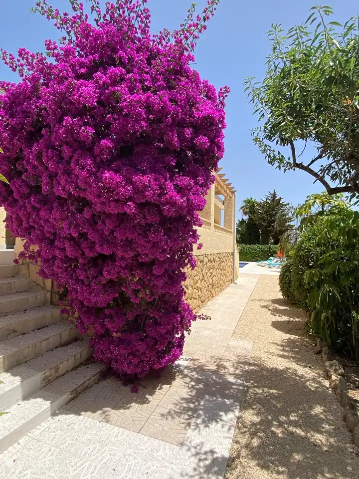 un jardin plein de belles fleurs, plantes et fruits