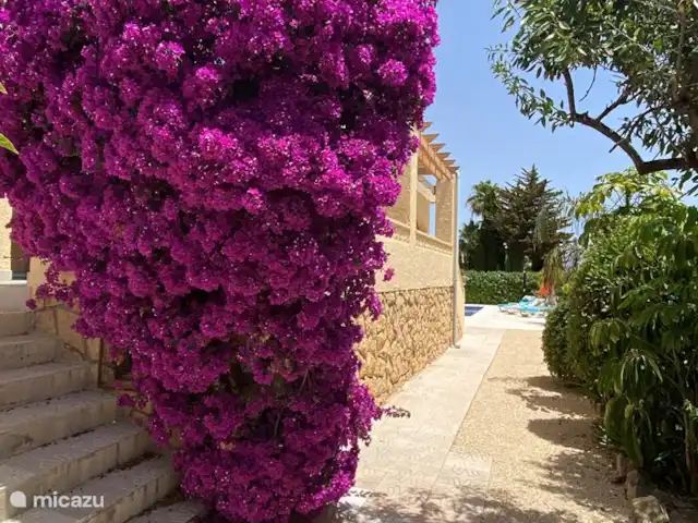 Villa Maîtres | Espagne, Costa Blanca, Alfáz del Pi - villa un jardin plein de belles fleurs, plantes et fruits