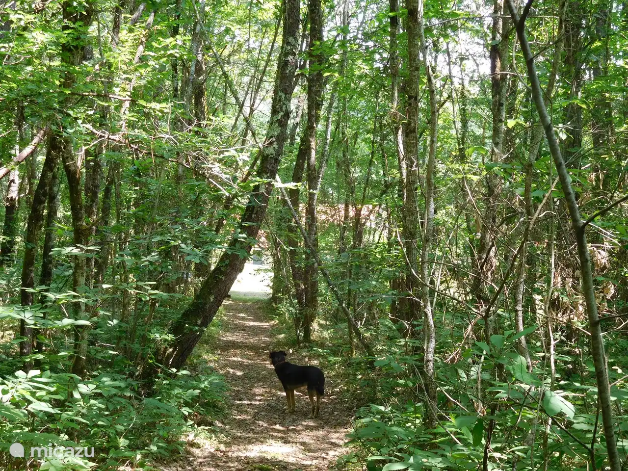 Vous pouvez marcher directement dans votre propre forêt. 