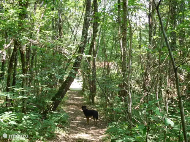 gîte / cottage huren in Frankrijk, Lot, Prayssac – Gite Font Cuberte Je wandelt zo je eigen bos in.