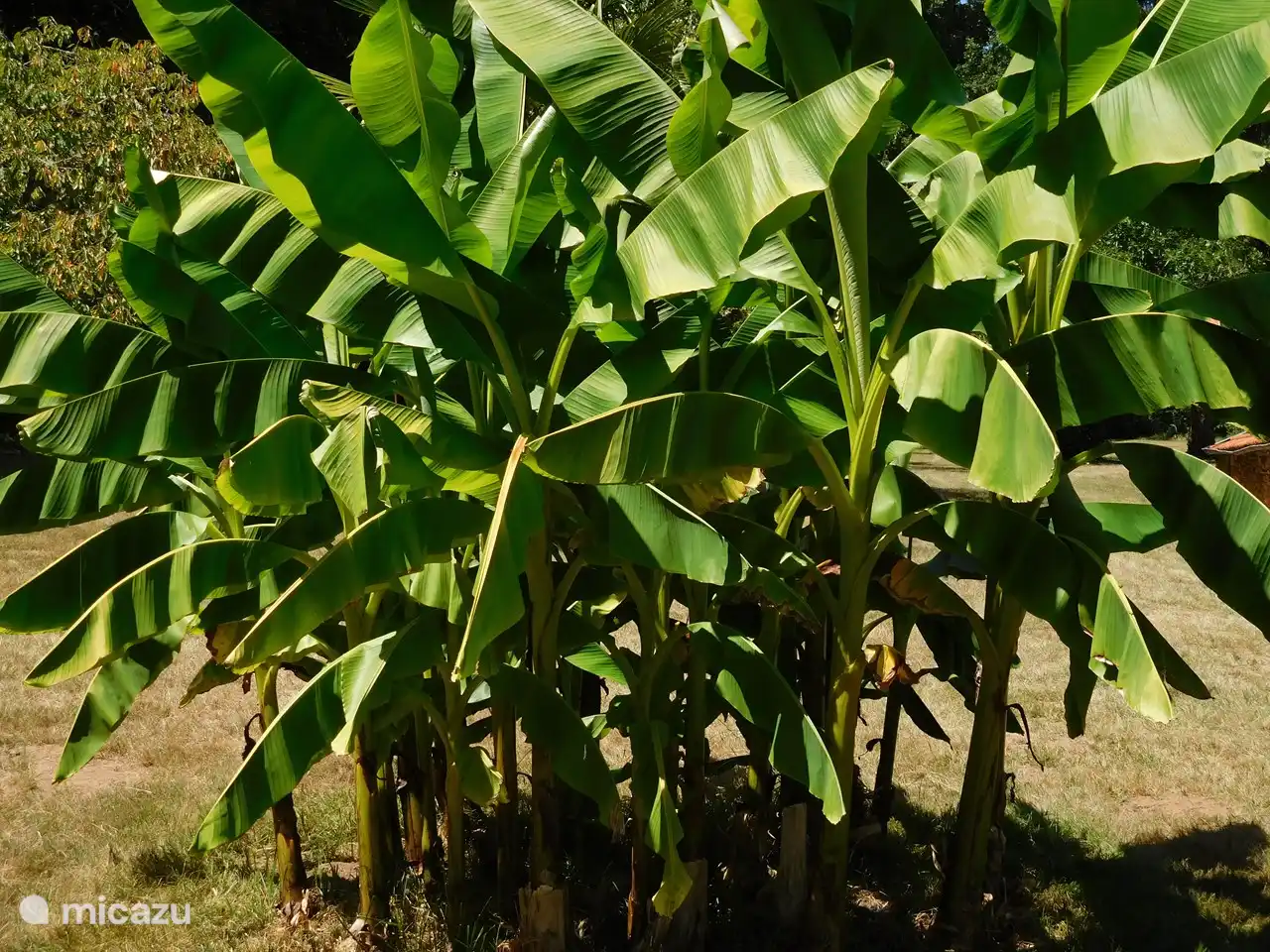 Presque tropical avec le bananier