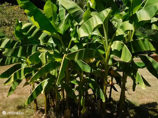 gîte / cottage huren in Frankrijk, Lot, Prayssac – Gite Font Cuberte Bijna tropisch met de bananenboom