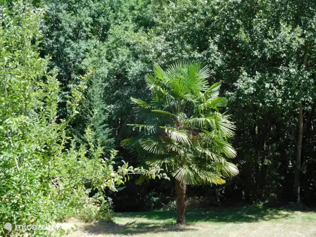 gîte / cottage huren in Frankrijk, Lot, Prayssac – Gite Font Cuberte Een lekkere temperatuur waar ook de palmbomen het goed doen.