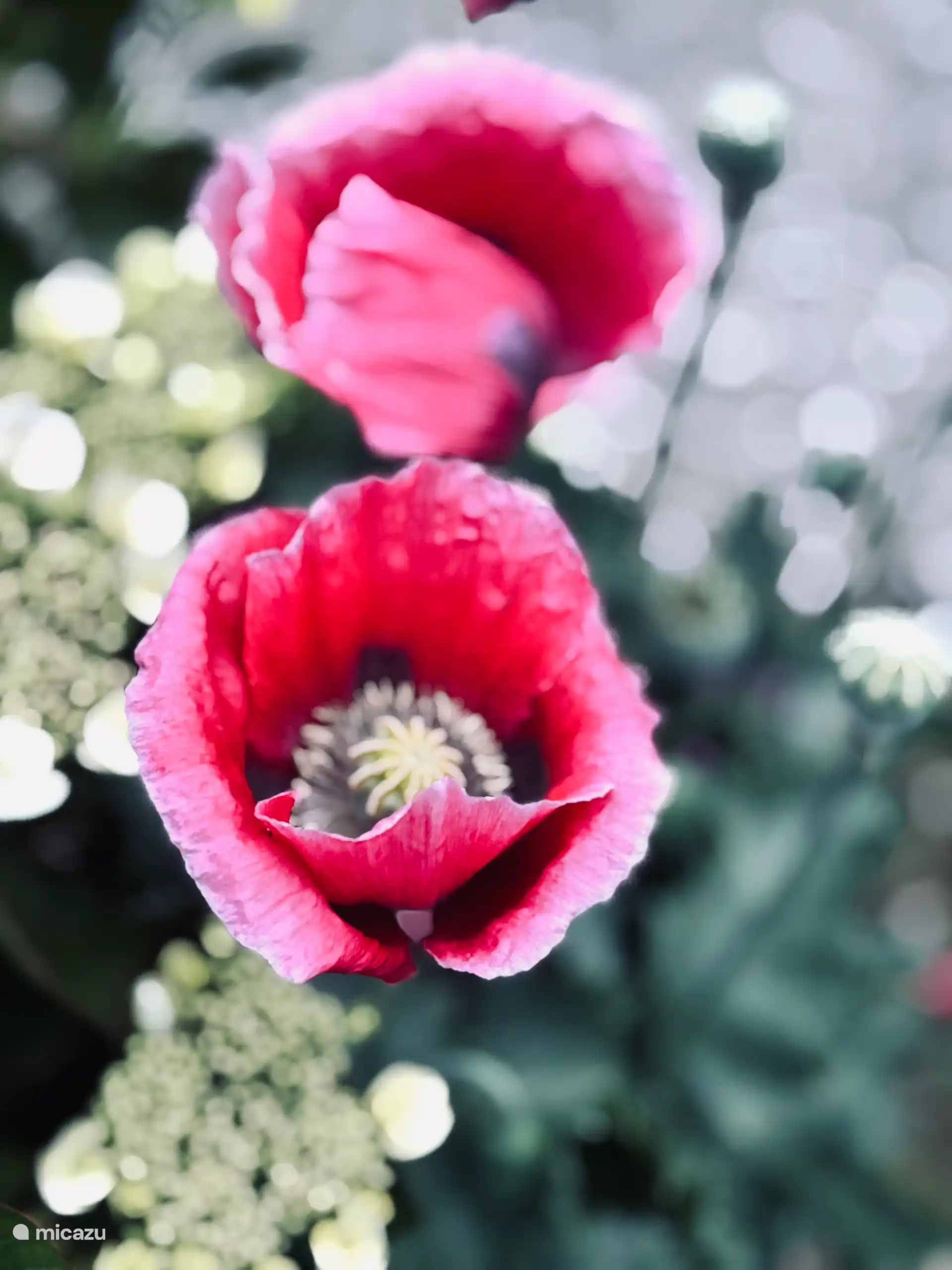 Tuin