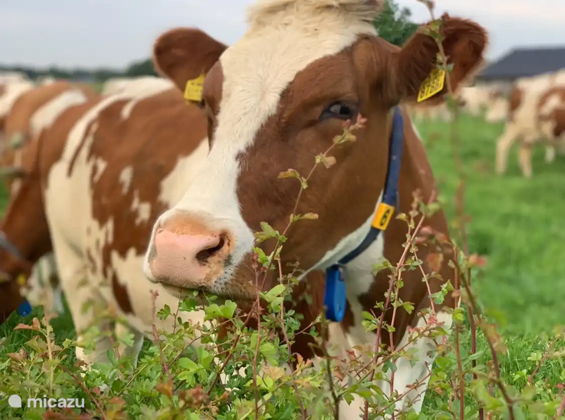 Blick mit den Kühen