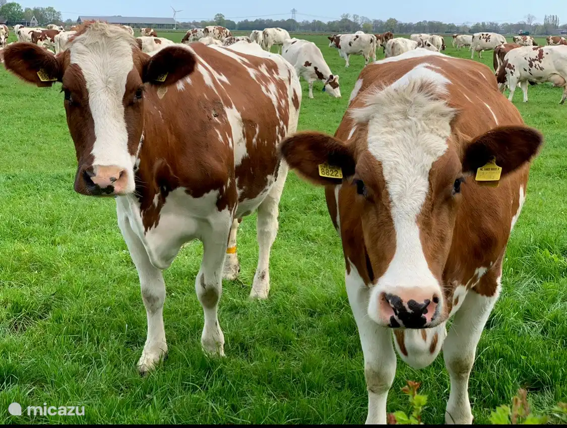Blick mit den Kühen