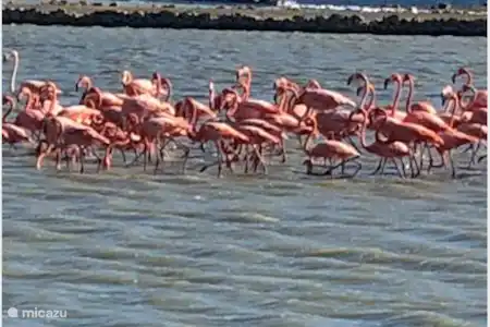 Découvrez les flamants roses dans les salines de JanThiel