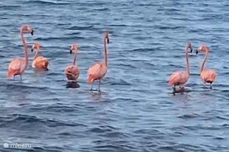Découvrez les flamants roses dans les salines de JanThiel