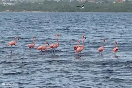 Découvrez les flamants roses dans les salines de JanThiel