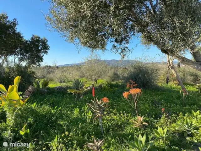 Jabuti Casa Burro huren in Portugal, Algarve, Moncarapacho - vakantiehuis