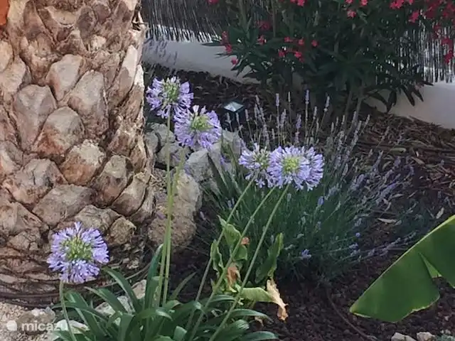 Villa Can Tulipán en España, Barcelona, Olivella - villa jardín inferior.