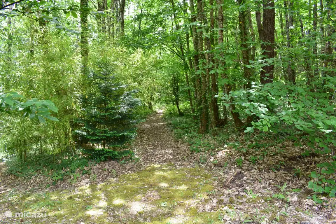 Forest entrance