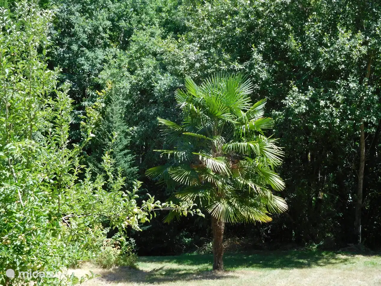 Oder mit dieser Palme.