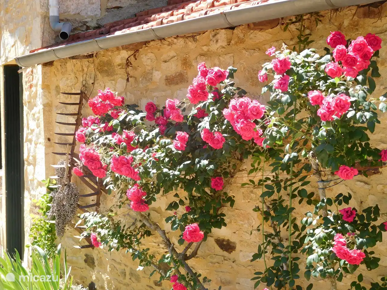 Ein ideales Klima für Blumen wie die Rosen hier.