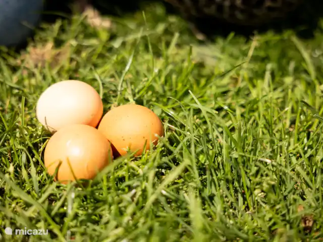 Huisje Met de kippen Op Stok/Sierkip huren in Nederland, Limburg, Baexem - vakantiehuis Samen eitjes rapen, voor onze gasten op het erf.