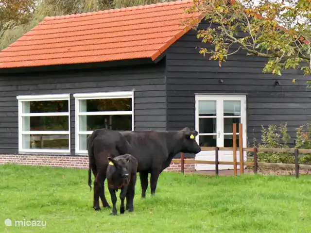 Huisje Met de kippen Op Stok/Sierkip huren in Nederland, Limburg, Baexem - vakantiehuis De koeien langs je raam.