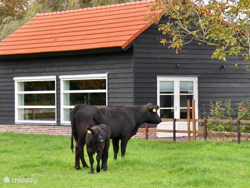 Maison de Vacances Pays-Bas, Limbourg, Baexem Maison de vacances Huisje Met de kippen Op Stok/Sierkip