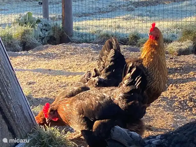 Huisje Met de kippen Op Stok/Sierkip huren in Nederland, Limburg, Baexem - vakantiehuis Onze kippen op het erf.