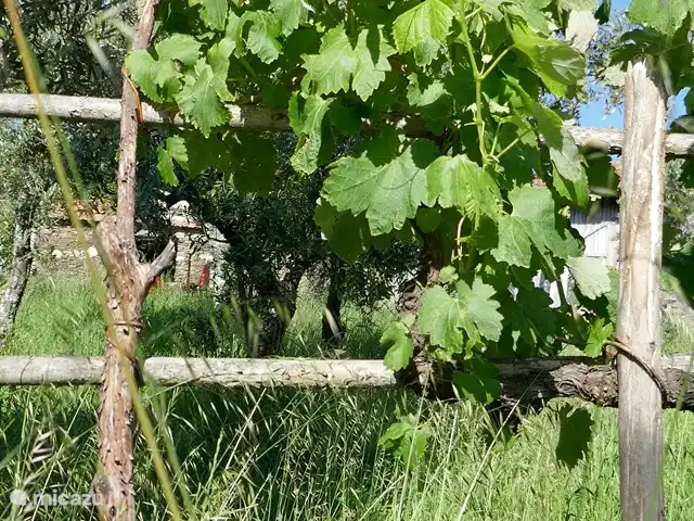 Casa Adega | Portugal, Viseu, Mortágua - maison de vacances Vignes
