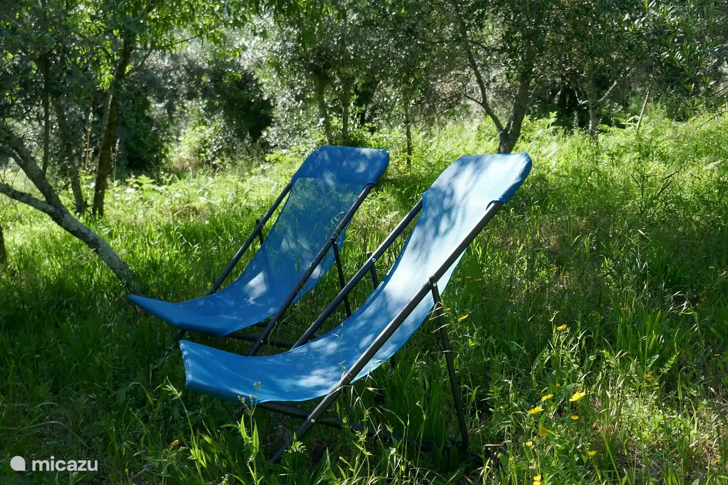 Entspannen Sie sich im Schatten der Olivenbäume