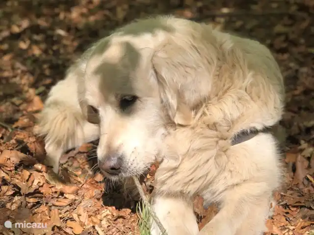 Wandelen, Frankrijk, Aude, Ginestas, appartement Maison du Midi, appartement Montano Onze Golden Retriever Daan