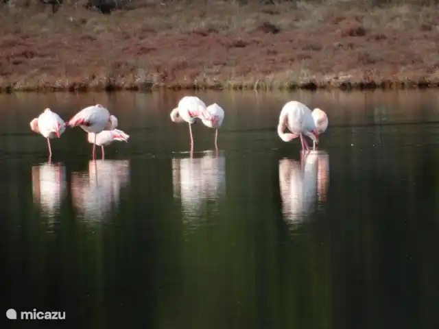 Wandelen, Frankrijk, Aude, Ginestas, appartement Maison du Midi, appartement Montano Flamingo's Gruissan/Bages