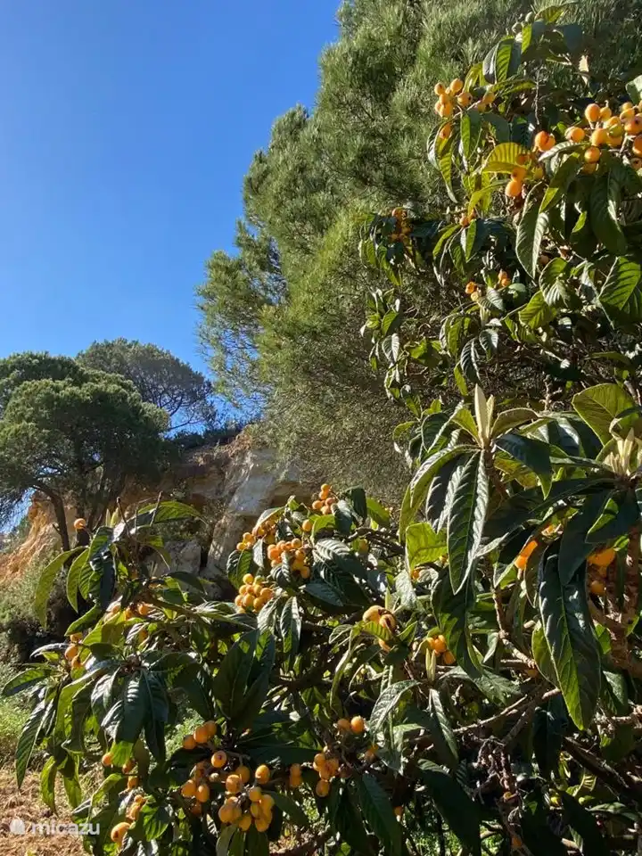 Neben Limetten, Feigen und Orangen haben wir auch Wollmispeln im Garten.