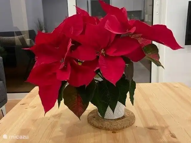 Casa Portuguesa en Portugal, Algarve, Moncarapacho - villa navidad en portugal