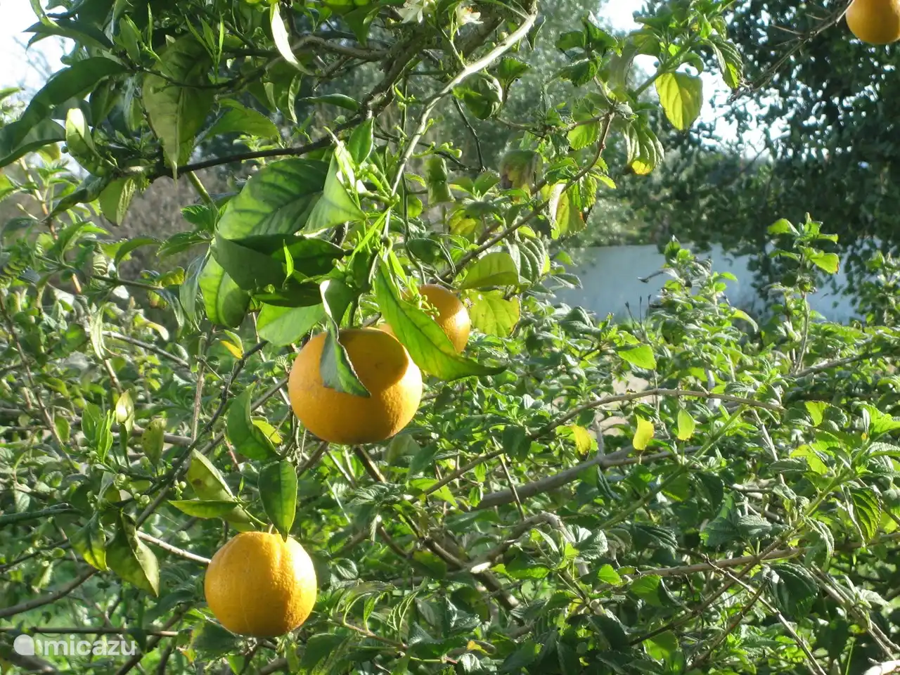 Zitronen aus dem eigenen Garten