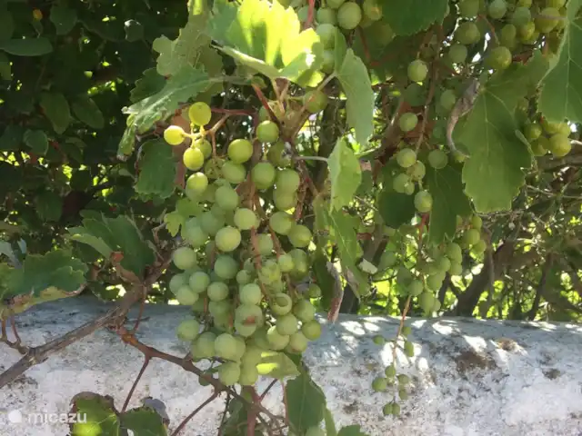 Casa Portuguesa en Portugal, Algarve, Moncarapacho - villa Uvas de nuestro propio huerto