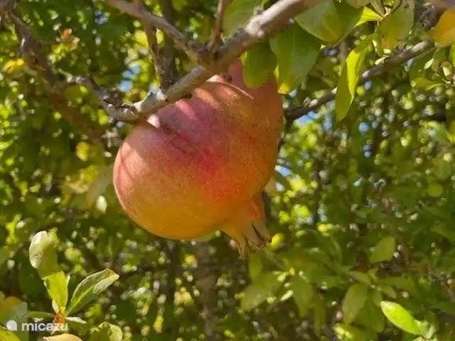 Casa Portuguesa en Portugal, Algarve, Moncarapacho - villa granados