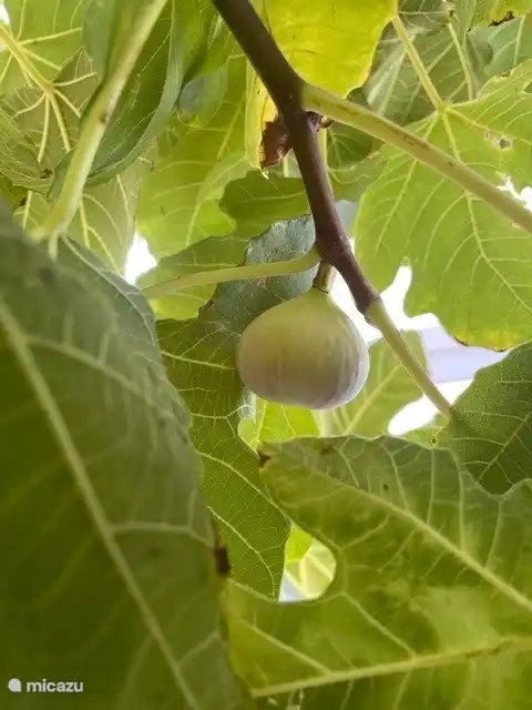 Feigen aus unserem eigenen Garten