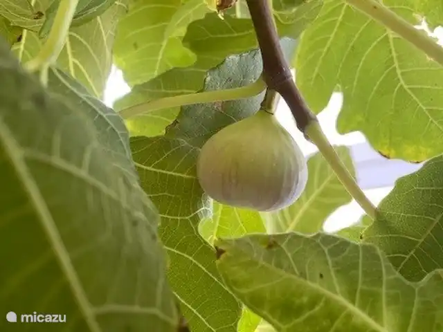 Casa Portuguesa en Portugal, Algarve, Moncarapacho - villa Higos de nuestro propio jardín.